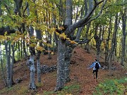 84 Bellissima faggeta sul sentiero dei roccoli
